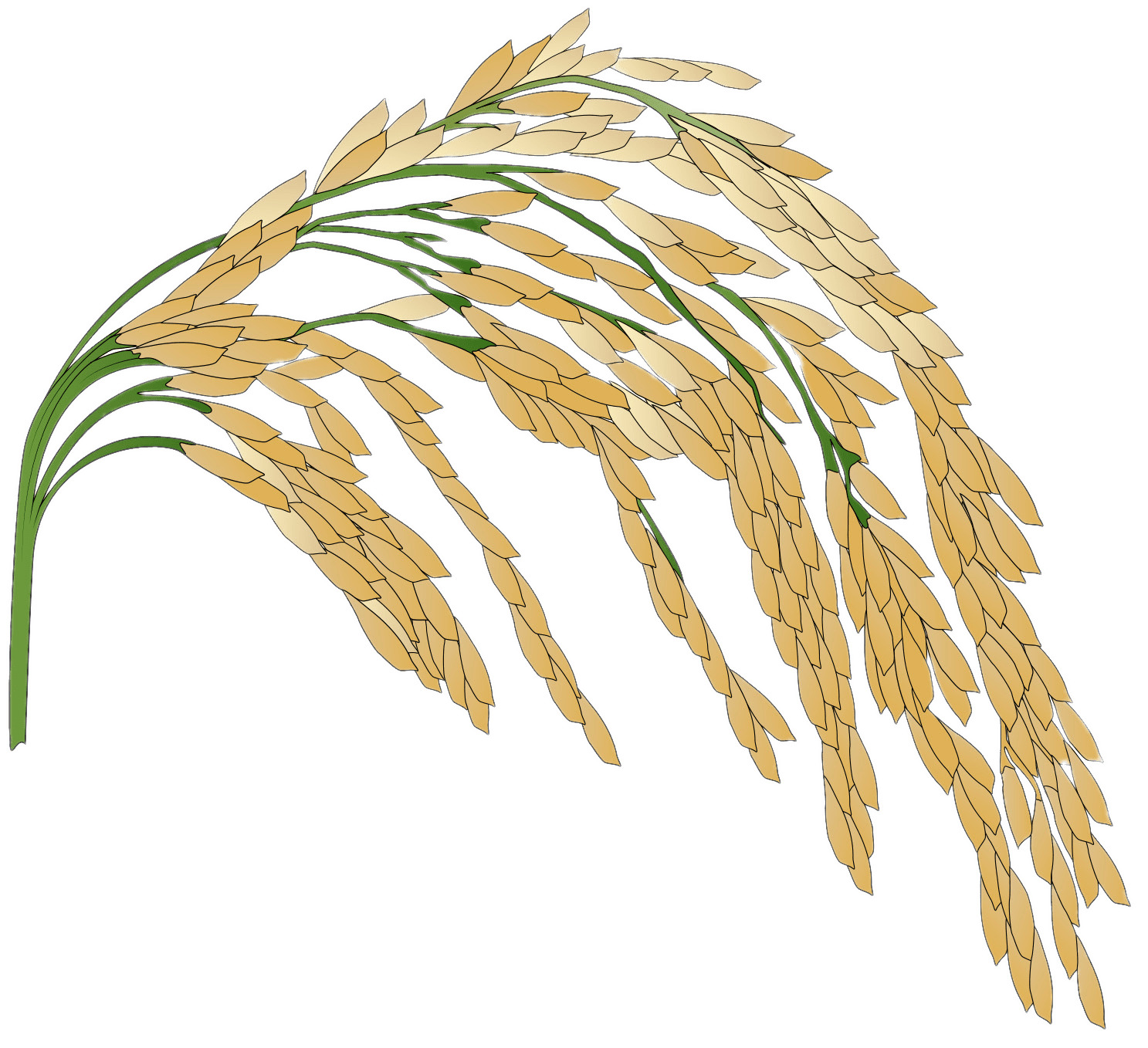 Rice Plant Illustration icons
