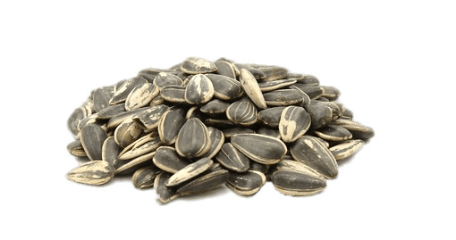 Roasted Sunflower Seeds png icons