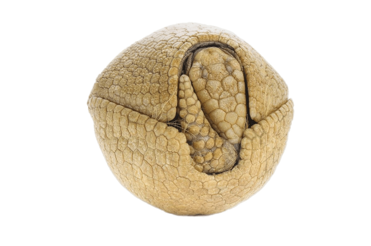 Rolled Up Armadillo png