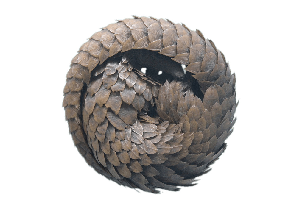 Rolled Up Pangolin png icons