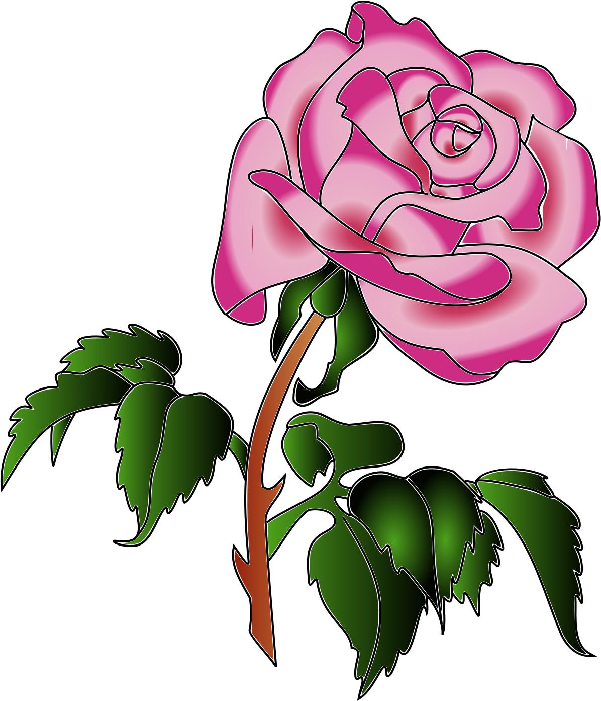 Rose in colors png