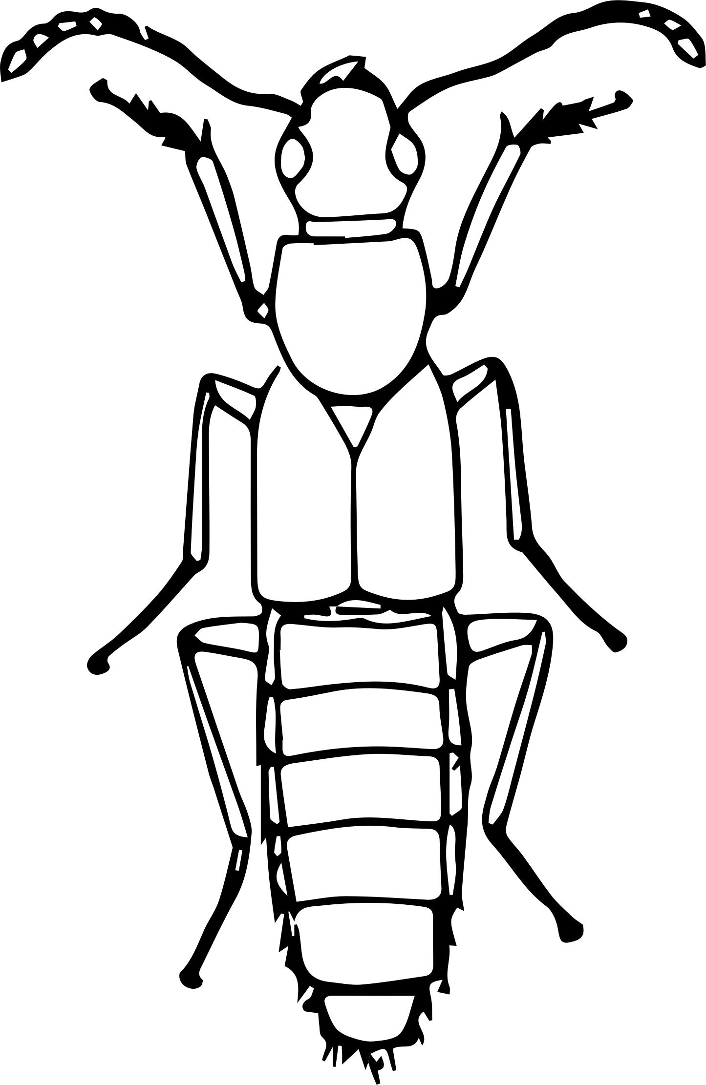 Rove beetle png