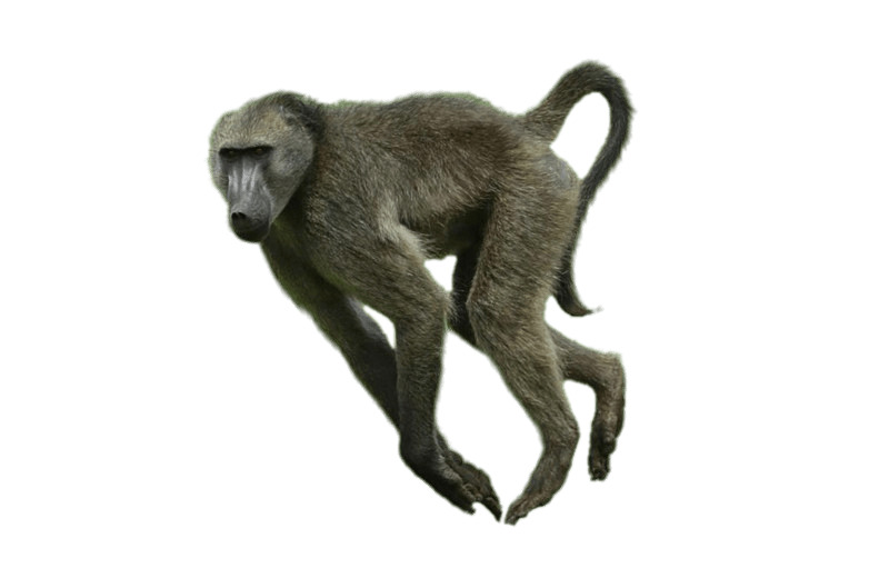 Running Baboon png icons