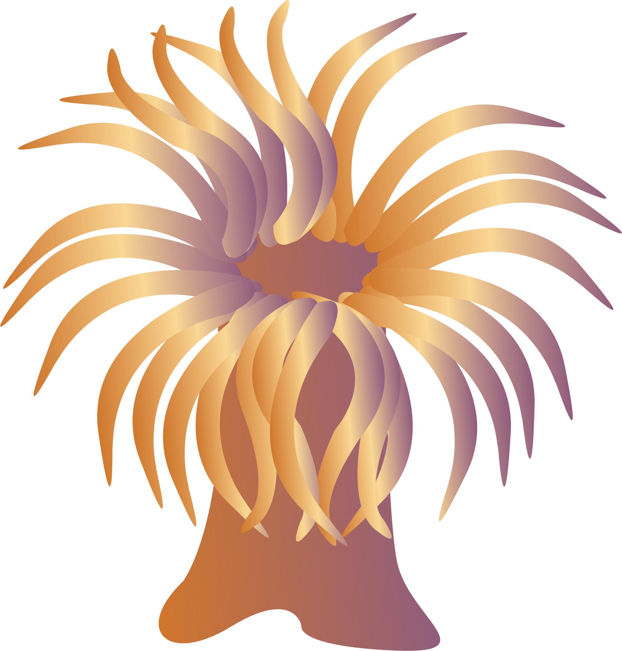 sea â€‹â€‹anemone PNG icons