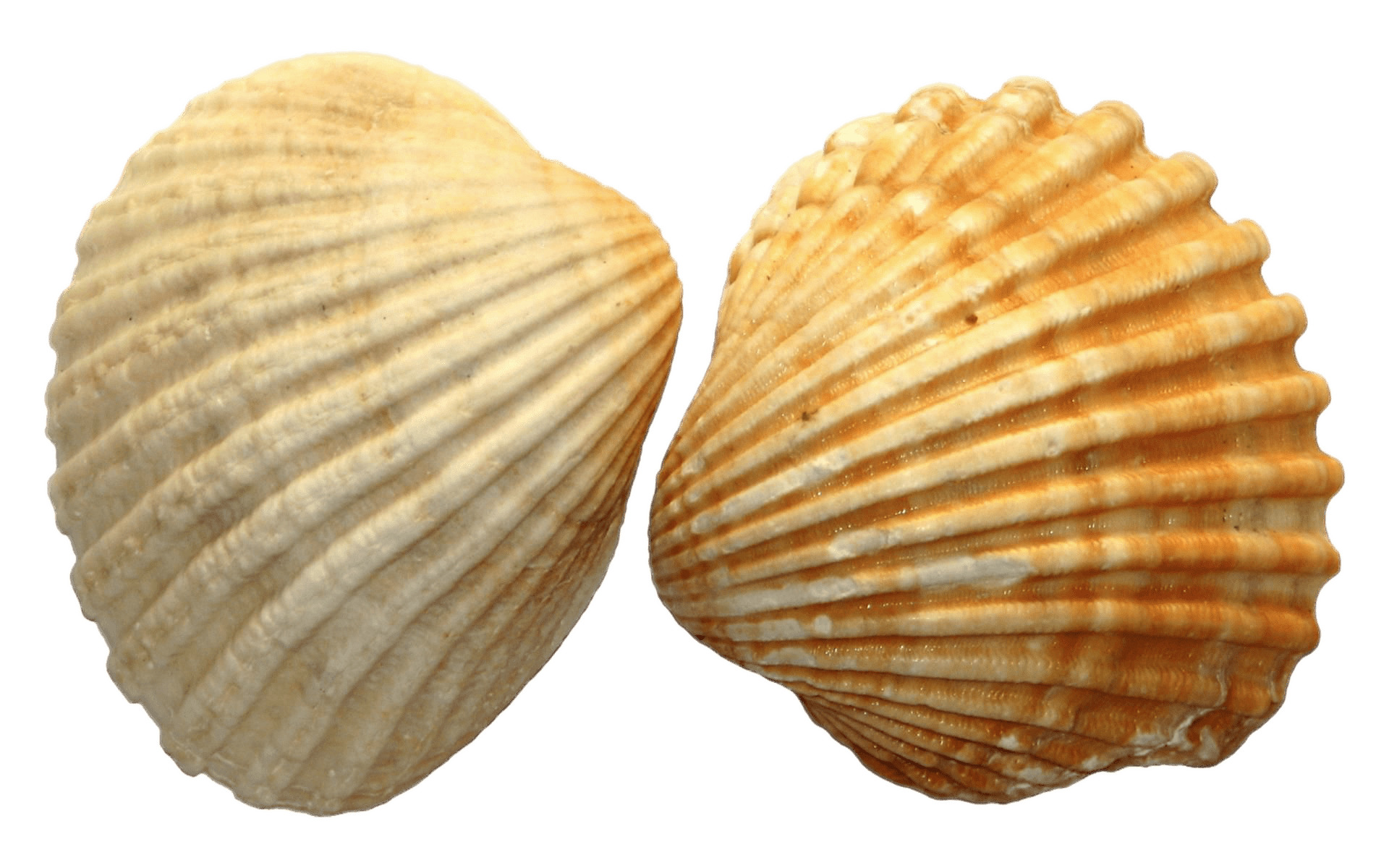 Sea Shell Duo png icons
