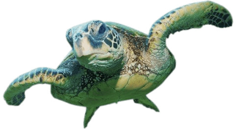 Sea Turtle Front View icons