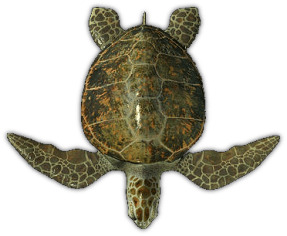 Sea Turtle Top View png icons
