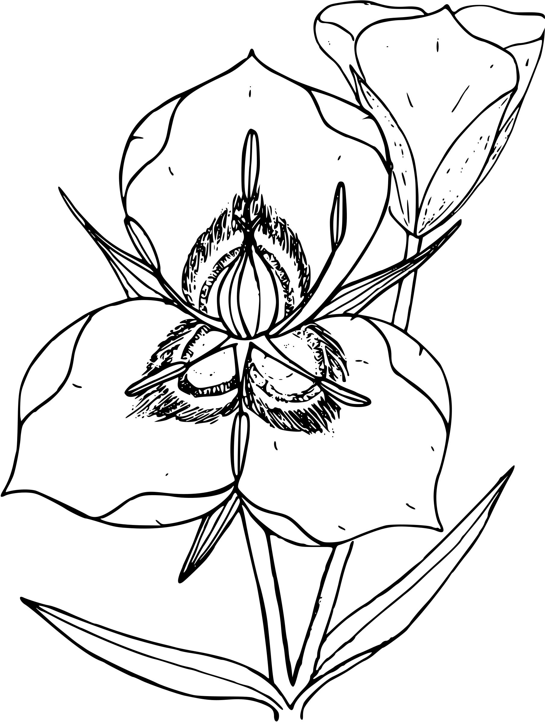 Sego lily png