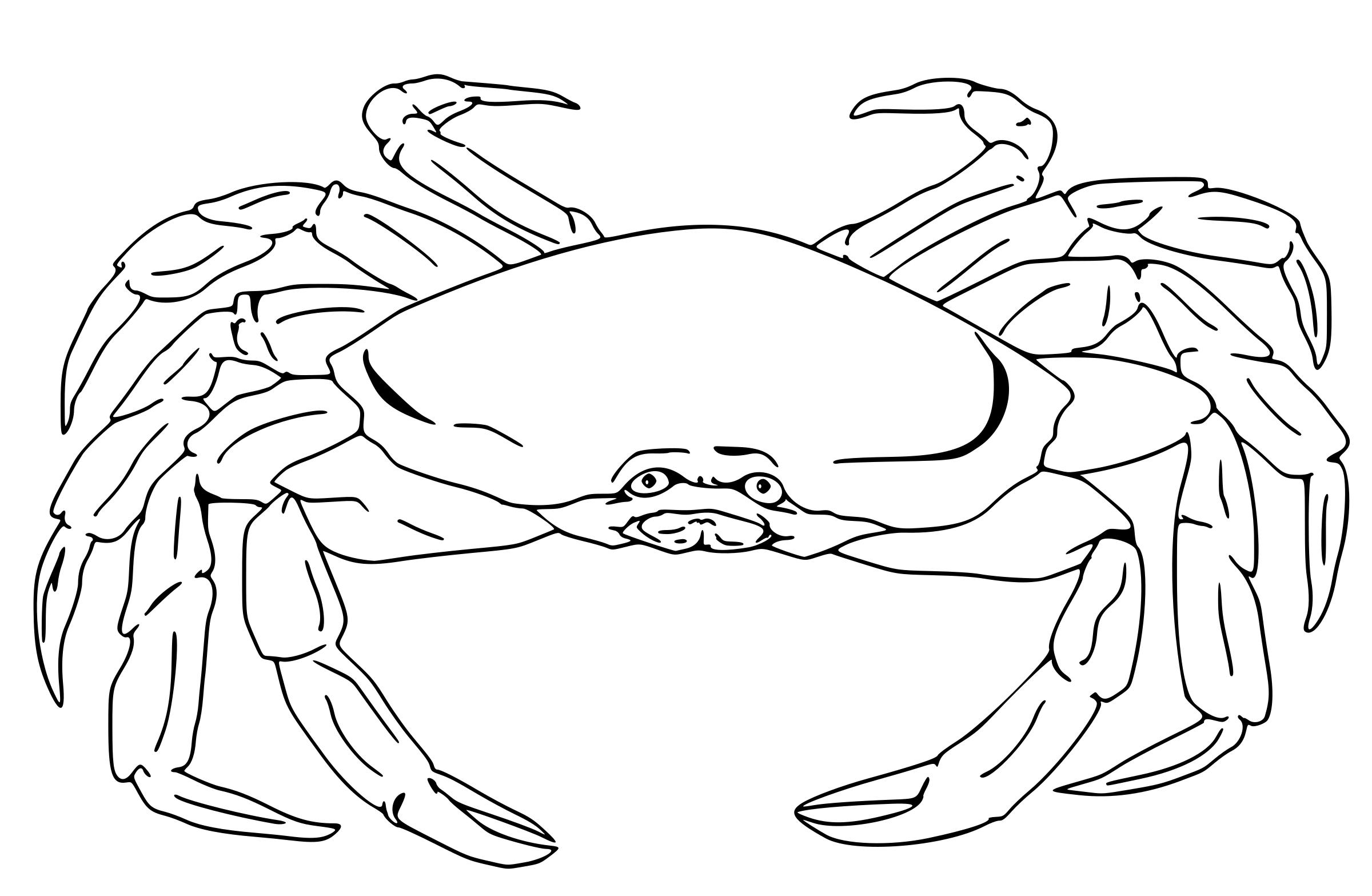 Semi-Realistic Crab  png