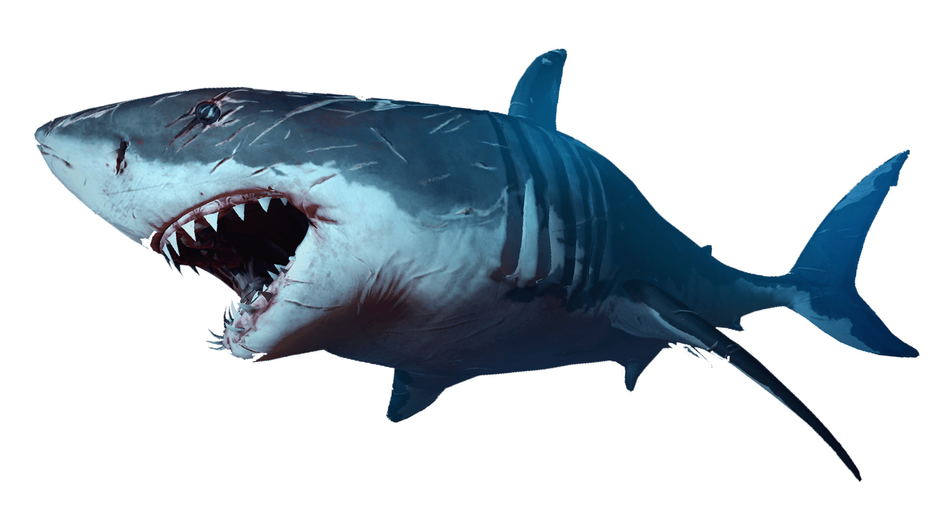 Shark png icons