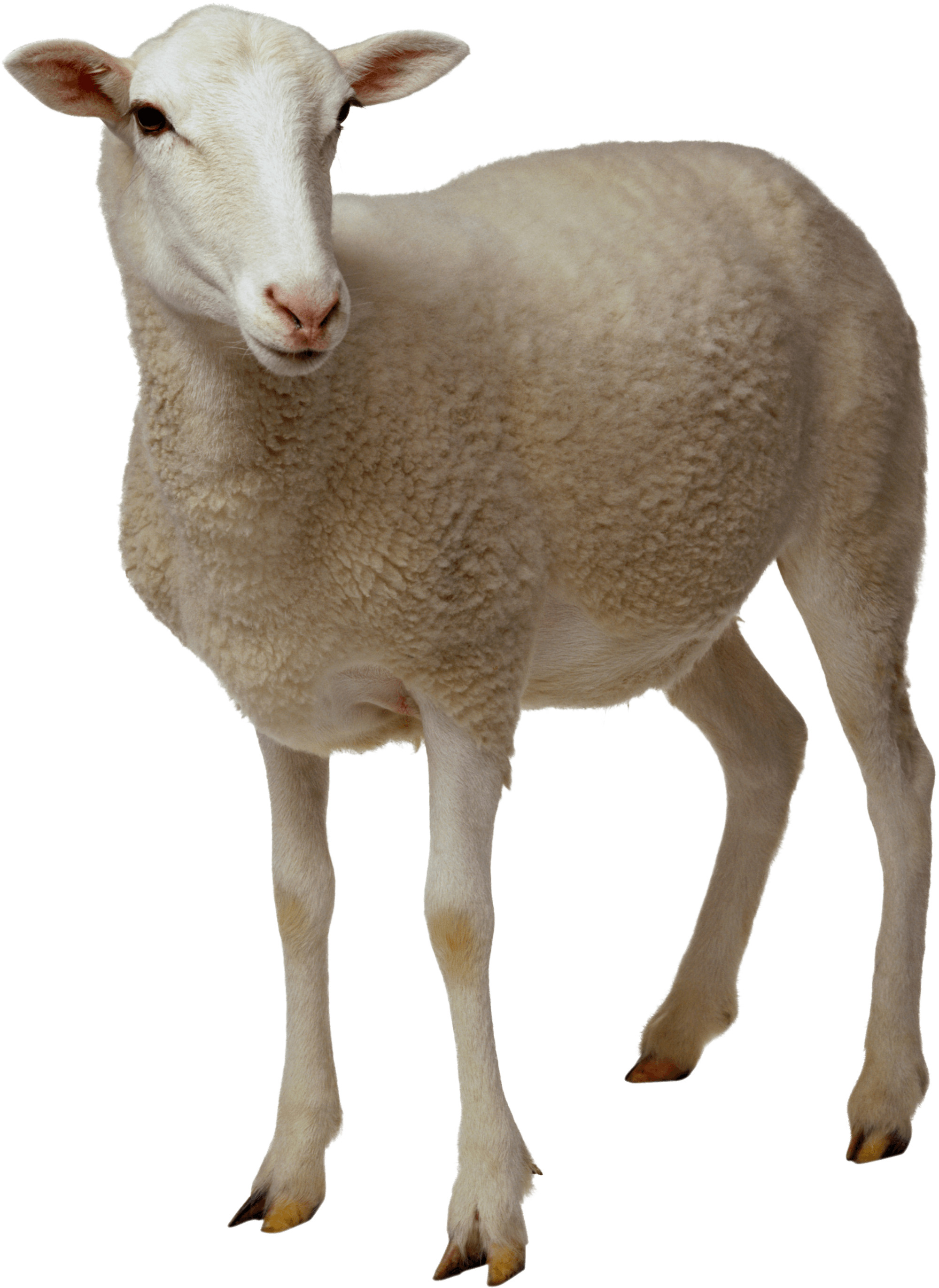 Sheep Looking icons