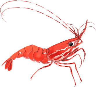 Shrimp Clipart icons