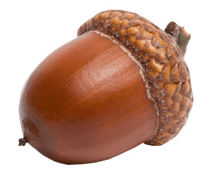 Sideview Acorn png icons