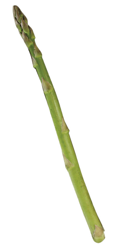 Single Asparagus icons
