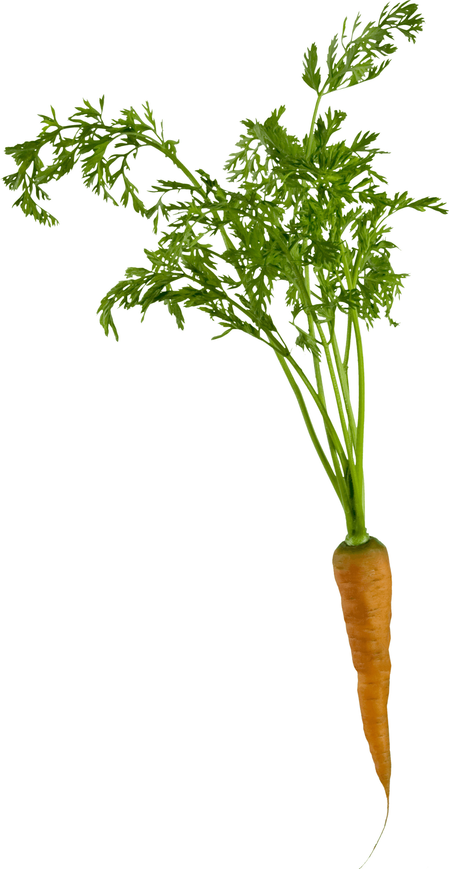 Single Carrot png icons