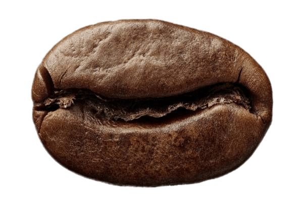 Single Roasted Coffee Bean png