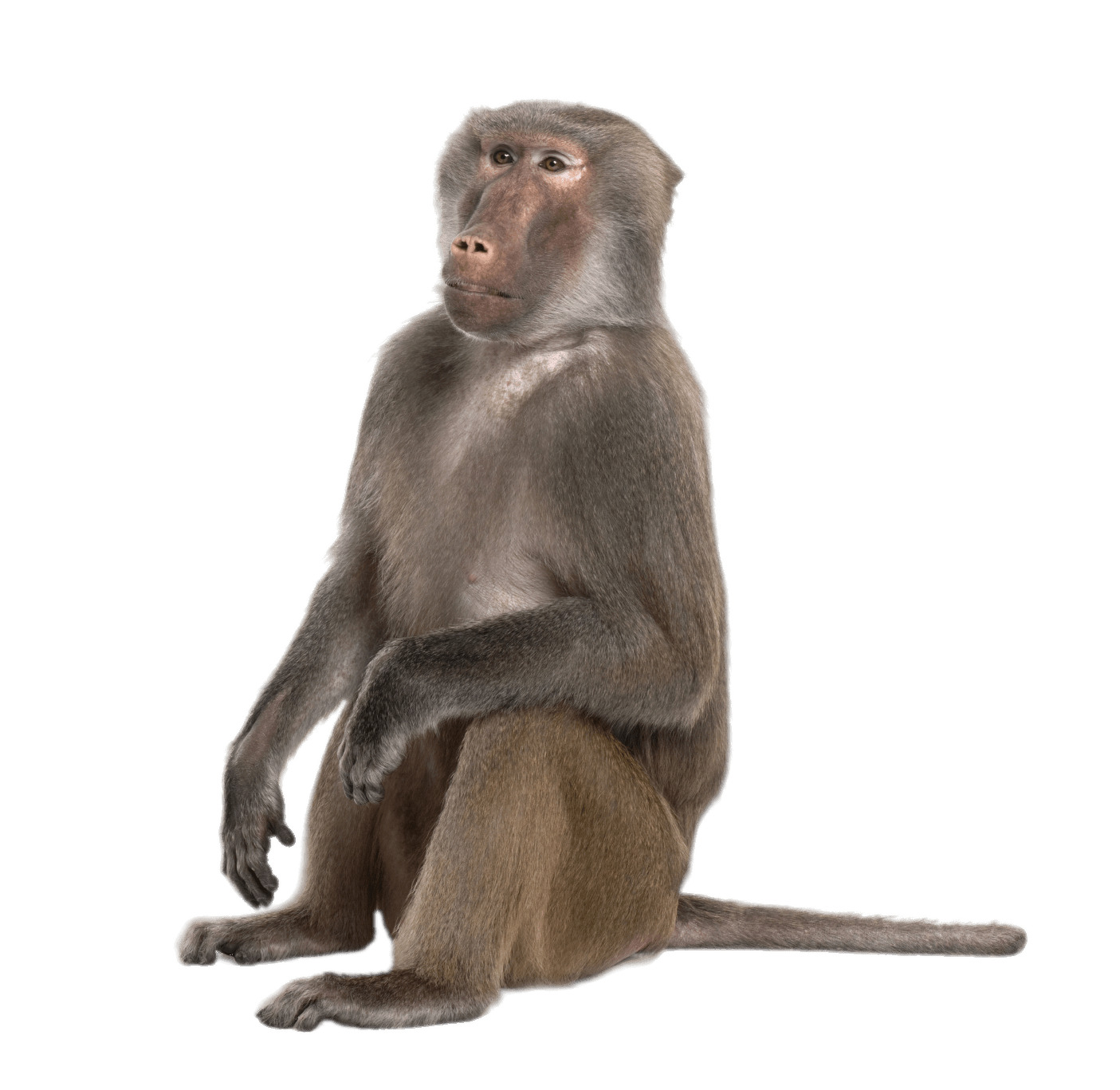 Sitting Baboon png icons