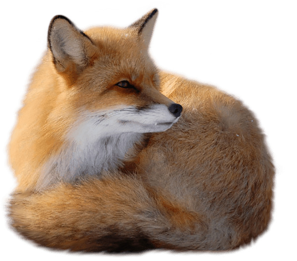 Sitting Fox icons