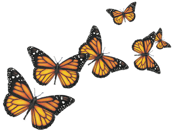 Six Butterflies png icons