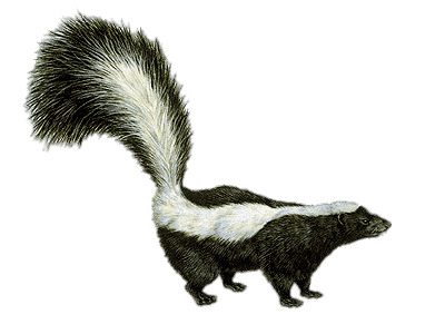Skunk Drawing PNG icons