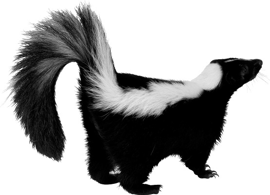 Skunk Up png icons