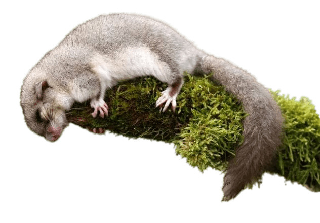 Sleeping Dormouse png
