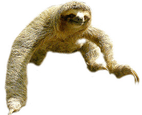 Sloth Jump png icons