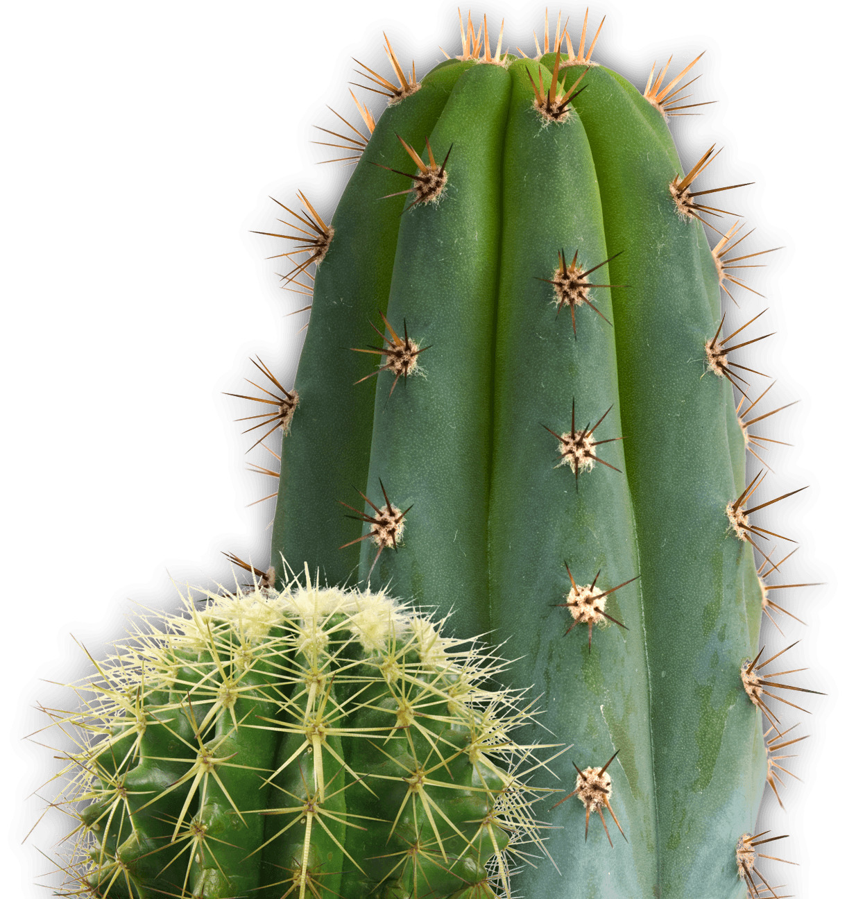 Small and Large Cactus icons