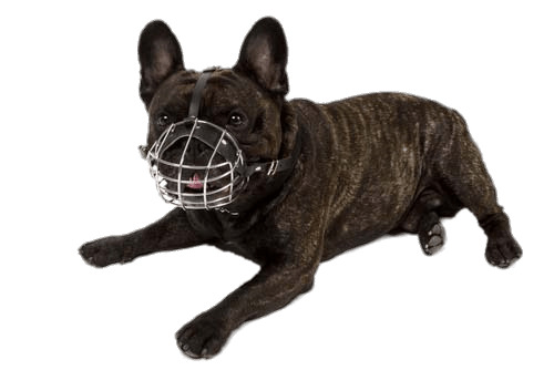 Small Dog Wearing A Muzzle png icons