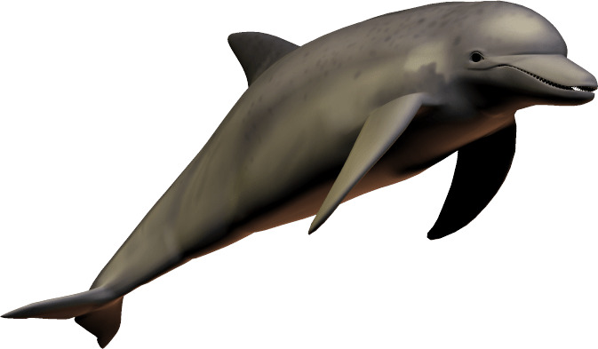 Smiling Dolphin png