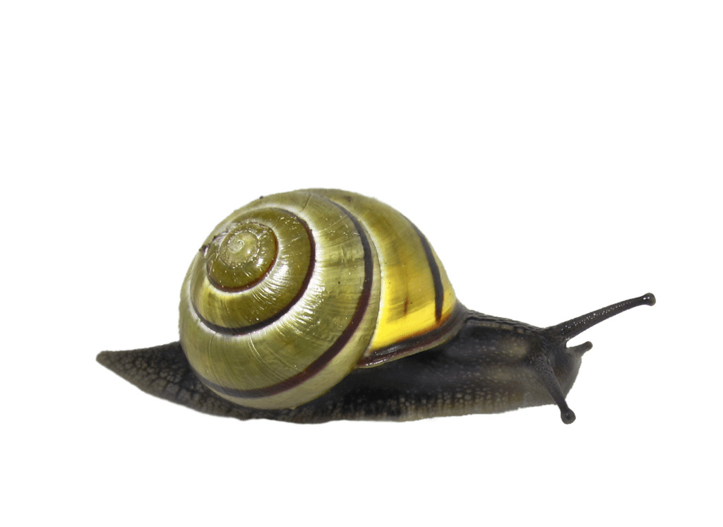 Snail Green icons