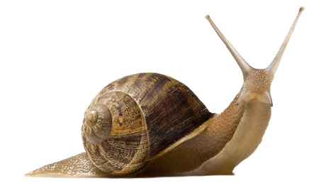 Snail Up icons