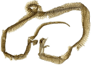 Snakeskin icons