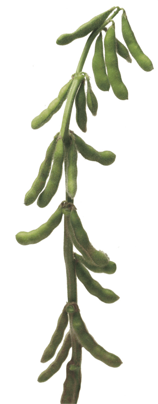Soybean Stalk icons