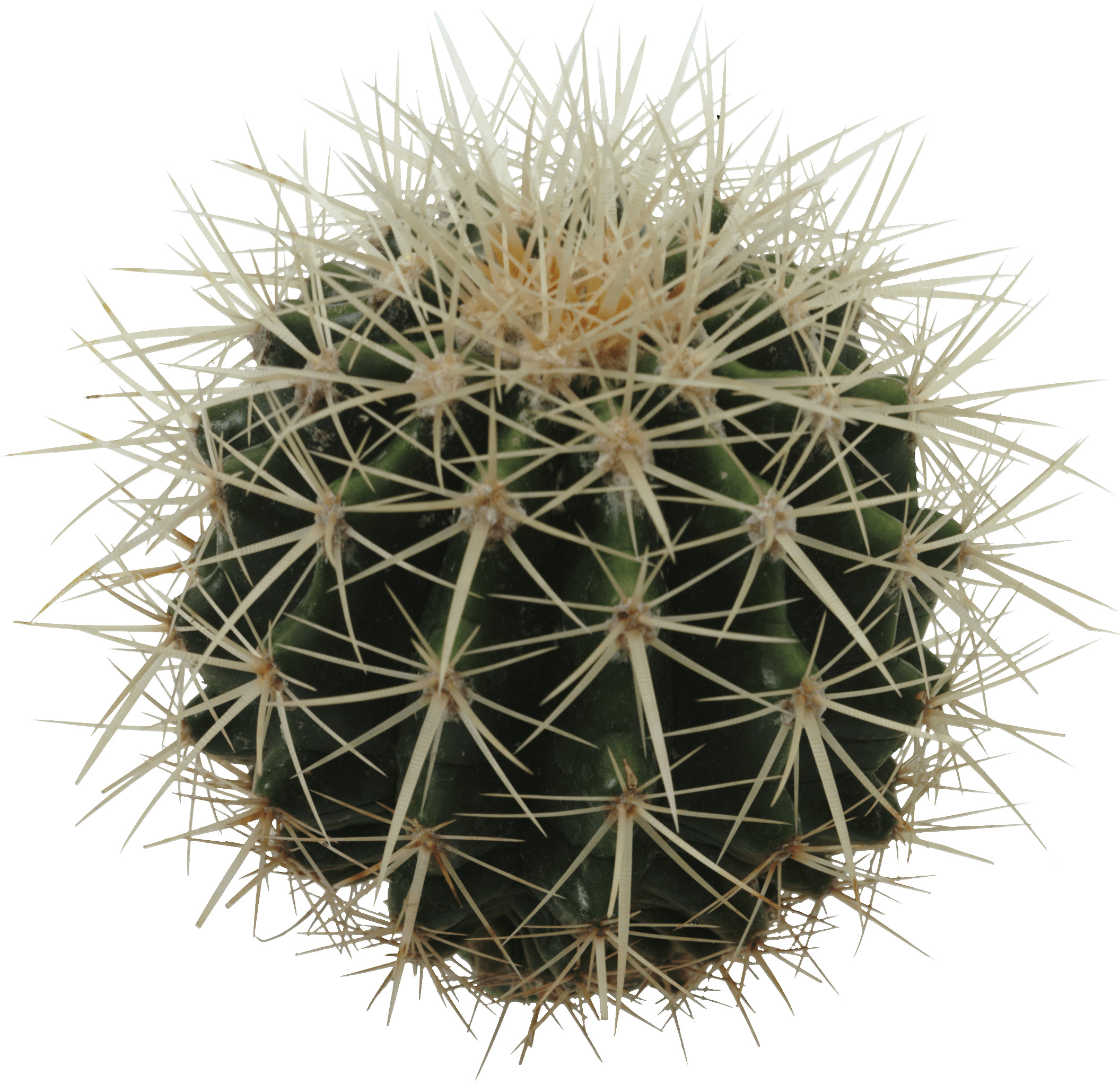 Sphere Cactus png icons