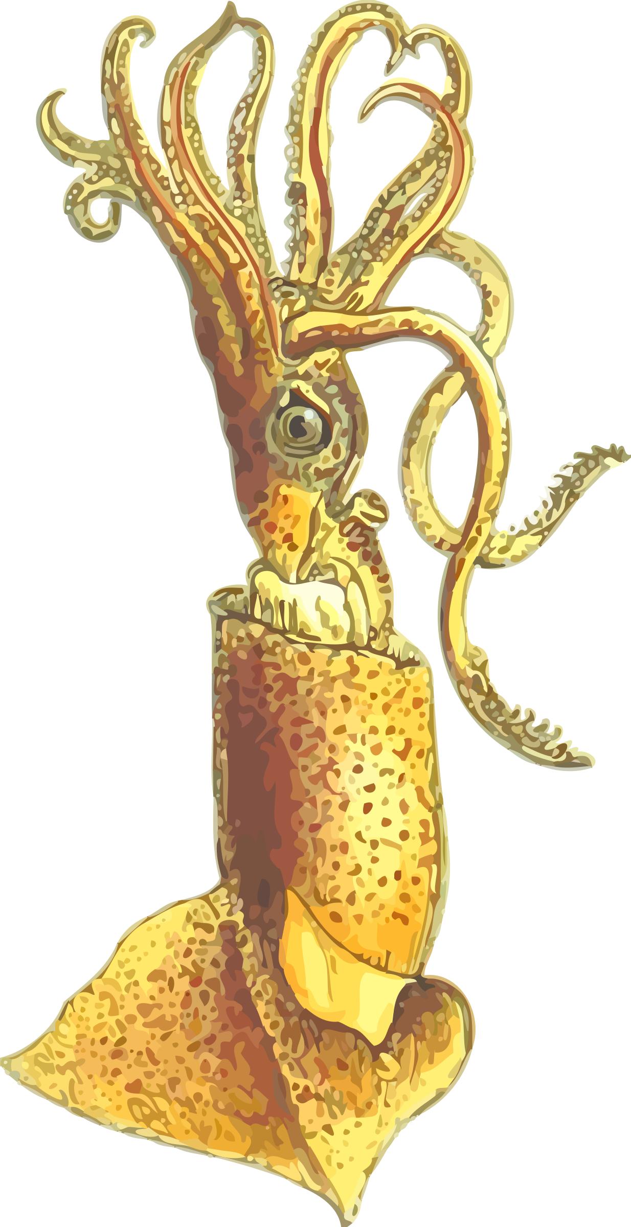 Squid 2 png