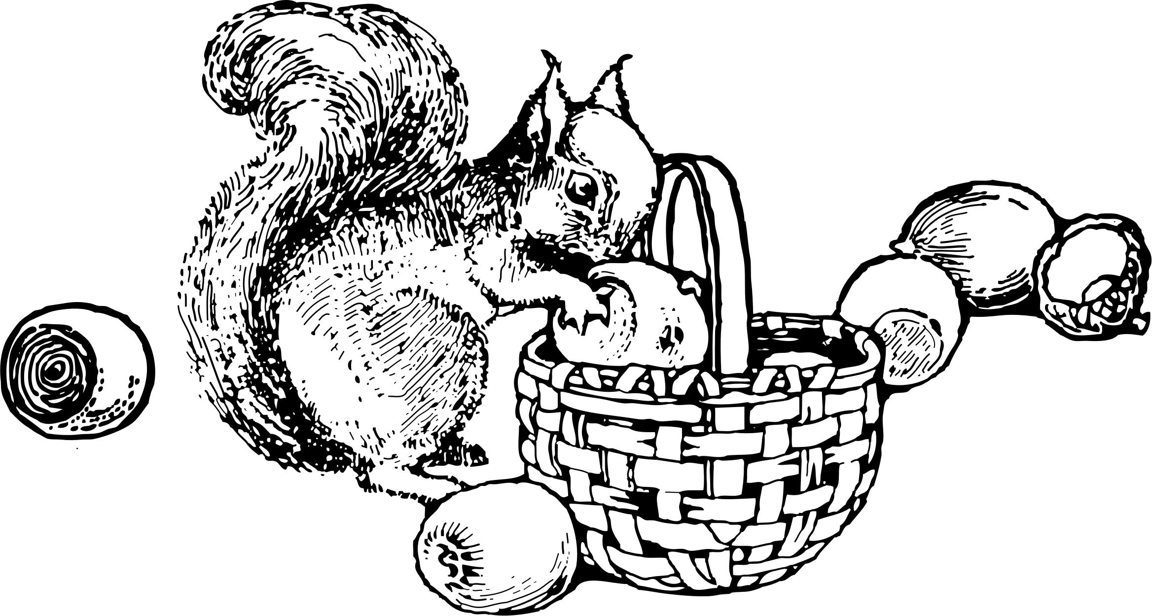 squirrel and nuts png