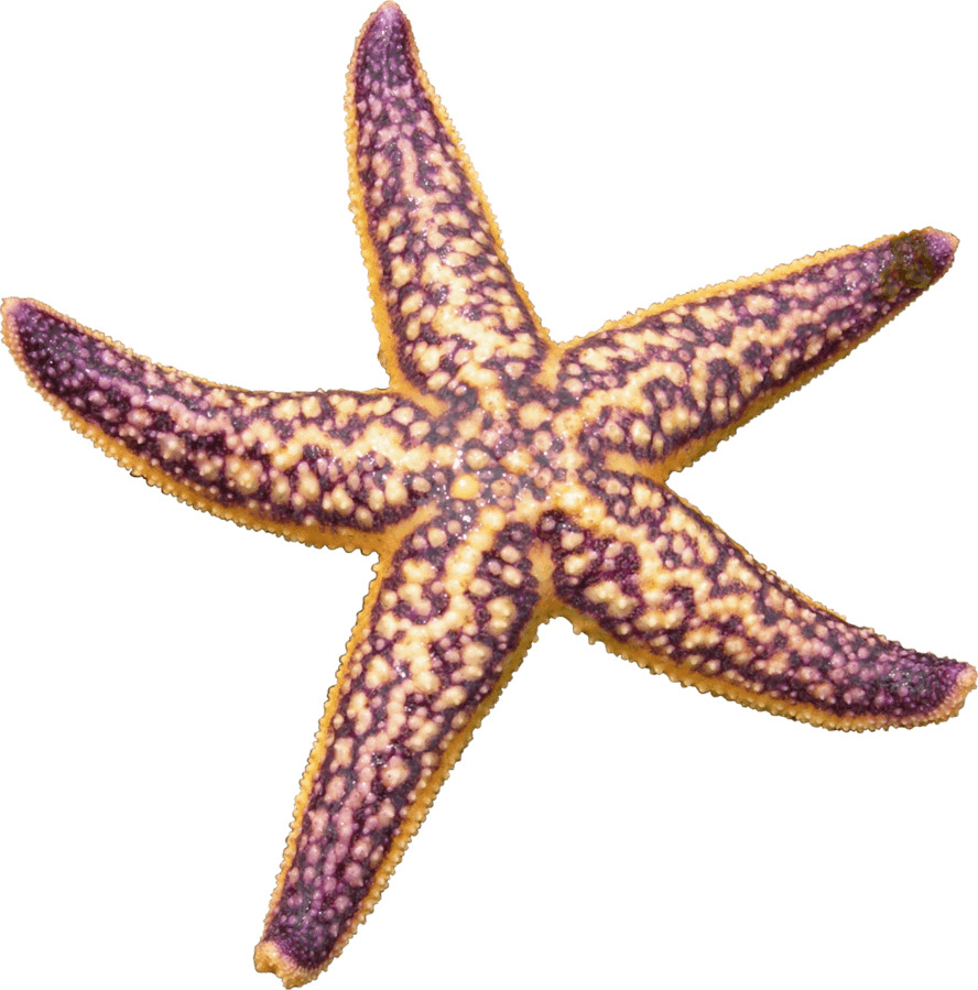 Starfish Purple png icons