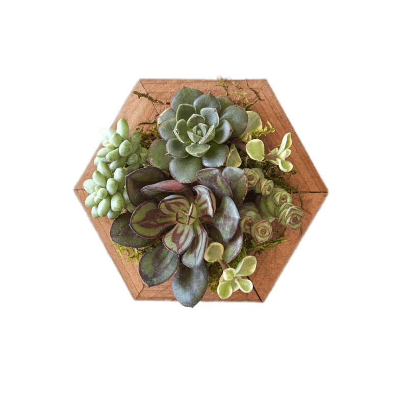 Succulents on Wooden Base icons