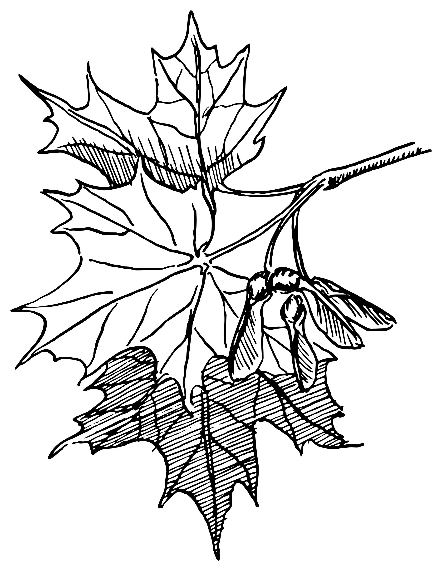 Sugar maple png