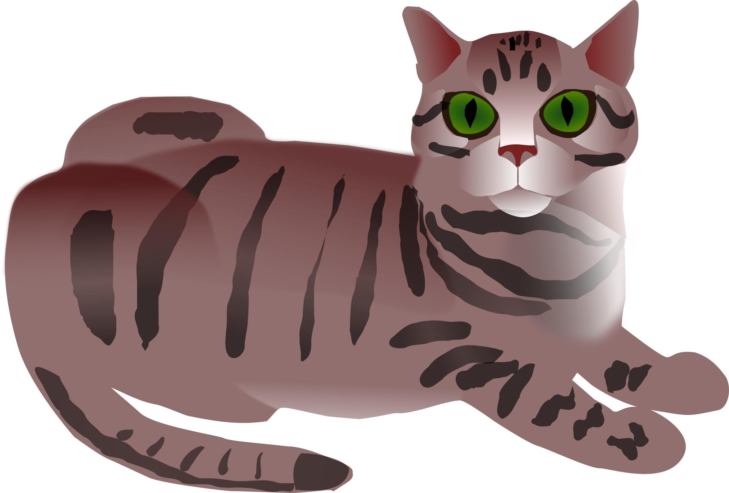 Tabby Cat png