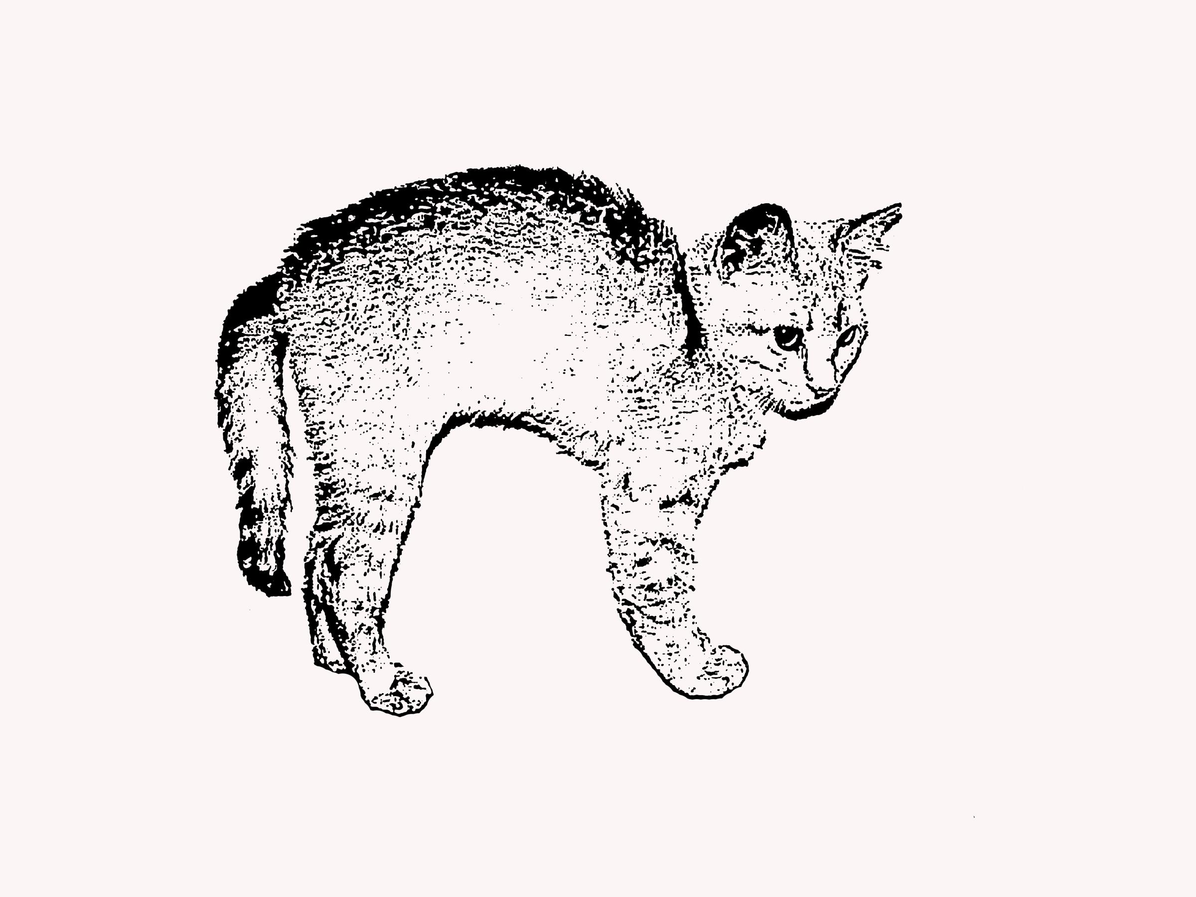 Tabby Kitten with Arched Back png