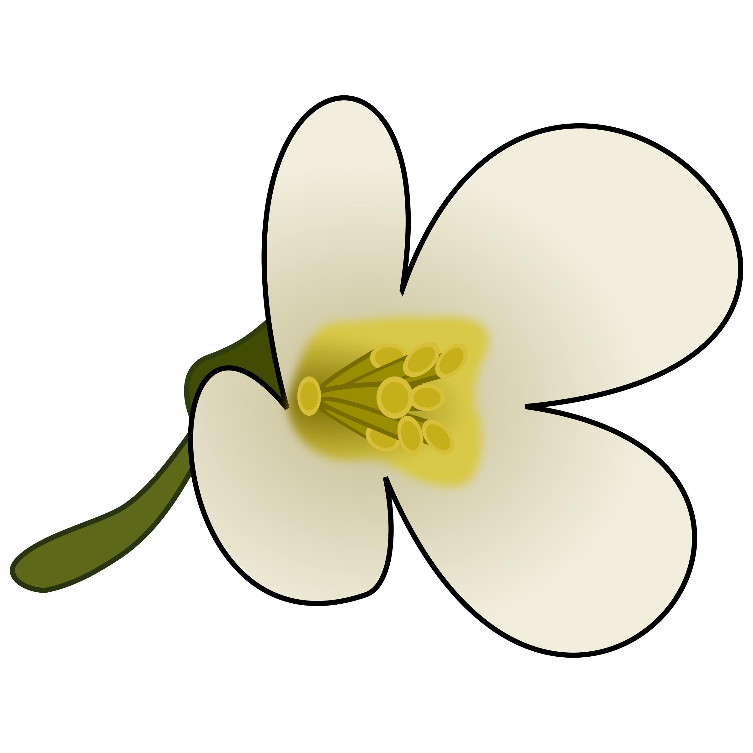 Thaliana Flower PNG icons