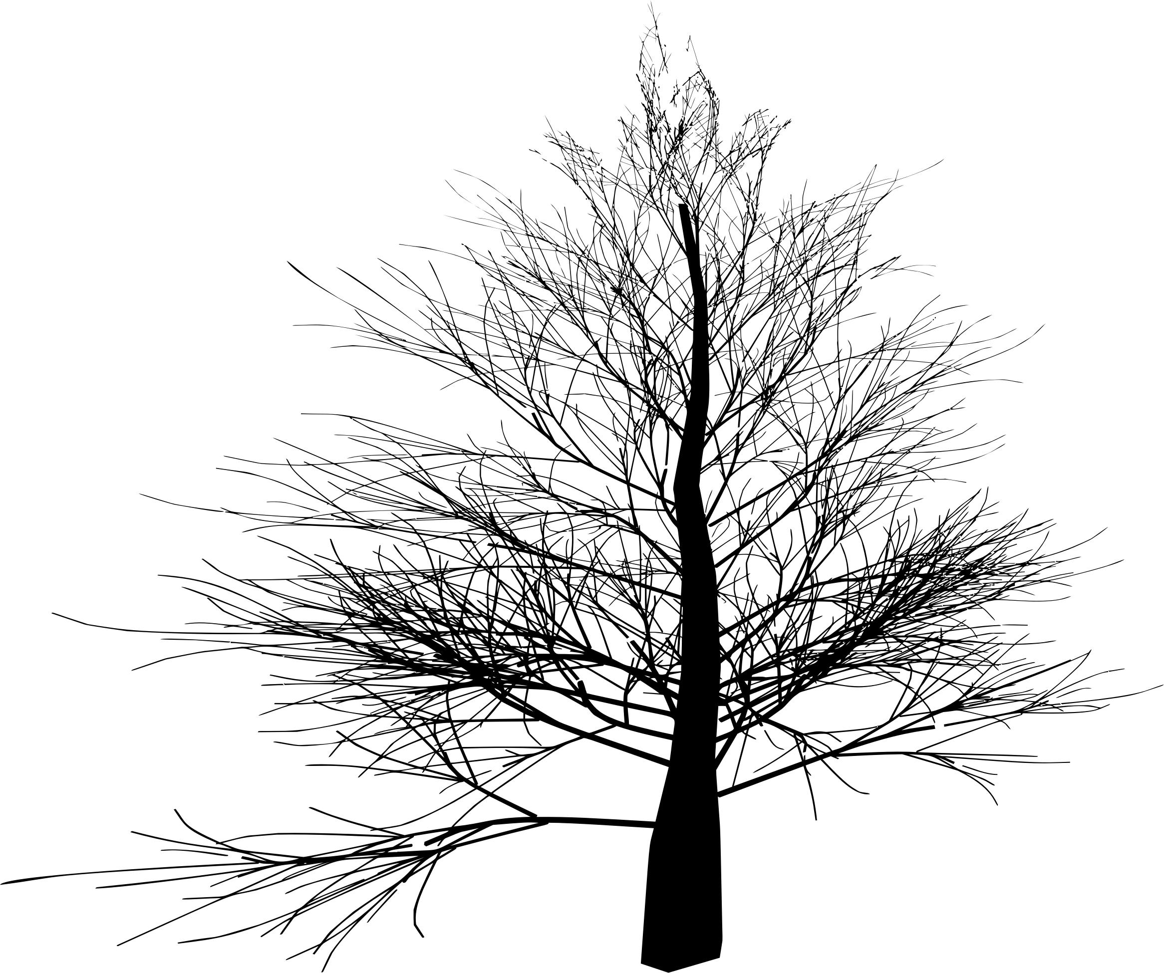 Thin Branched Tree Silhouette png
