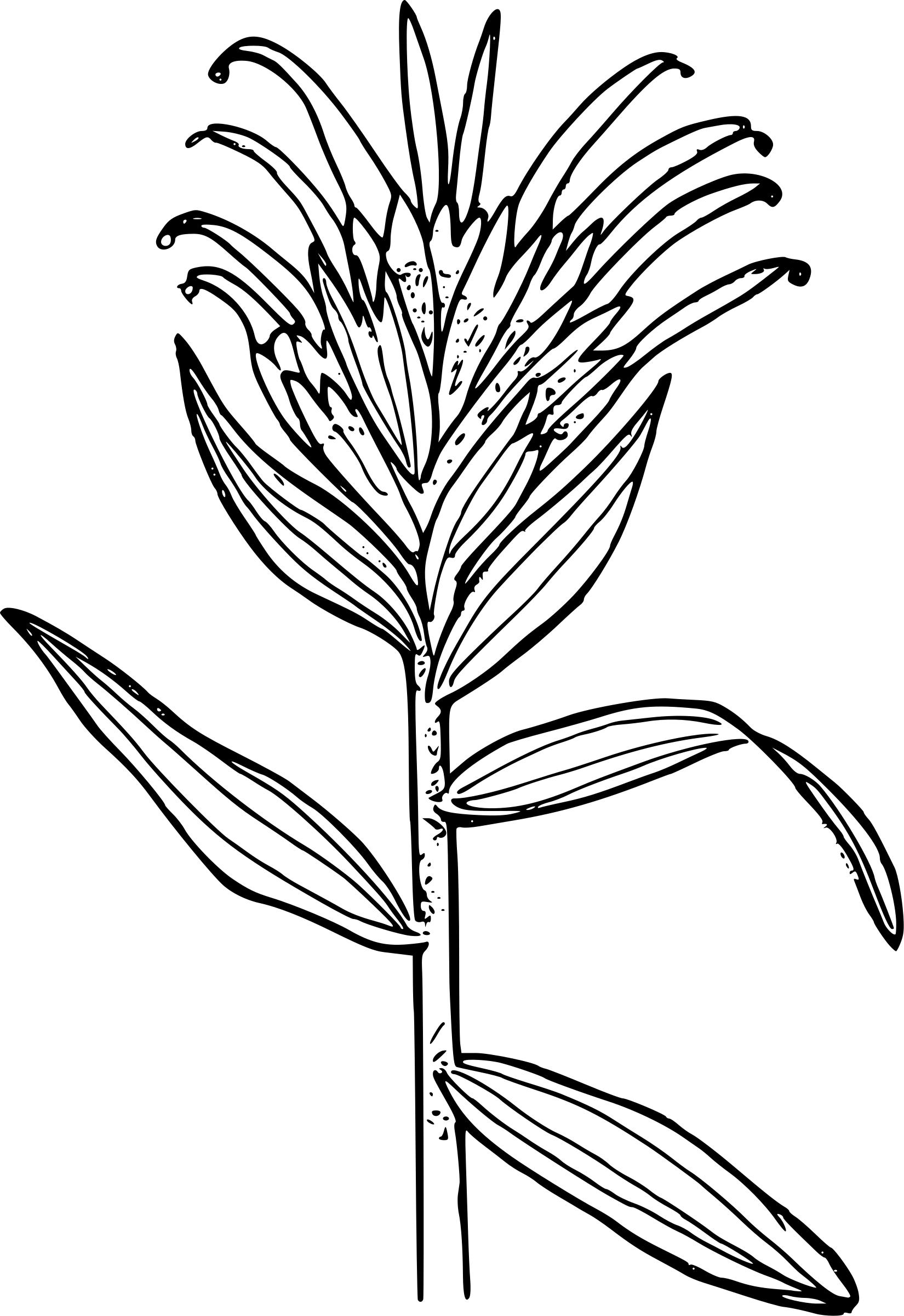 Thin-leaved paintbrush png