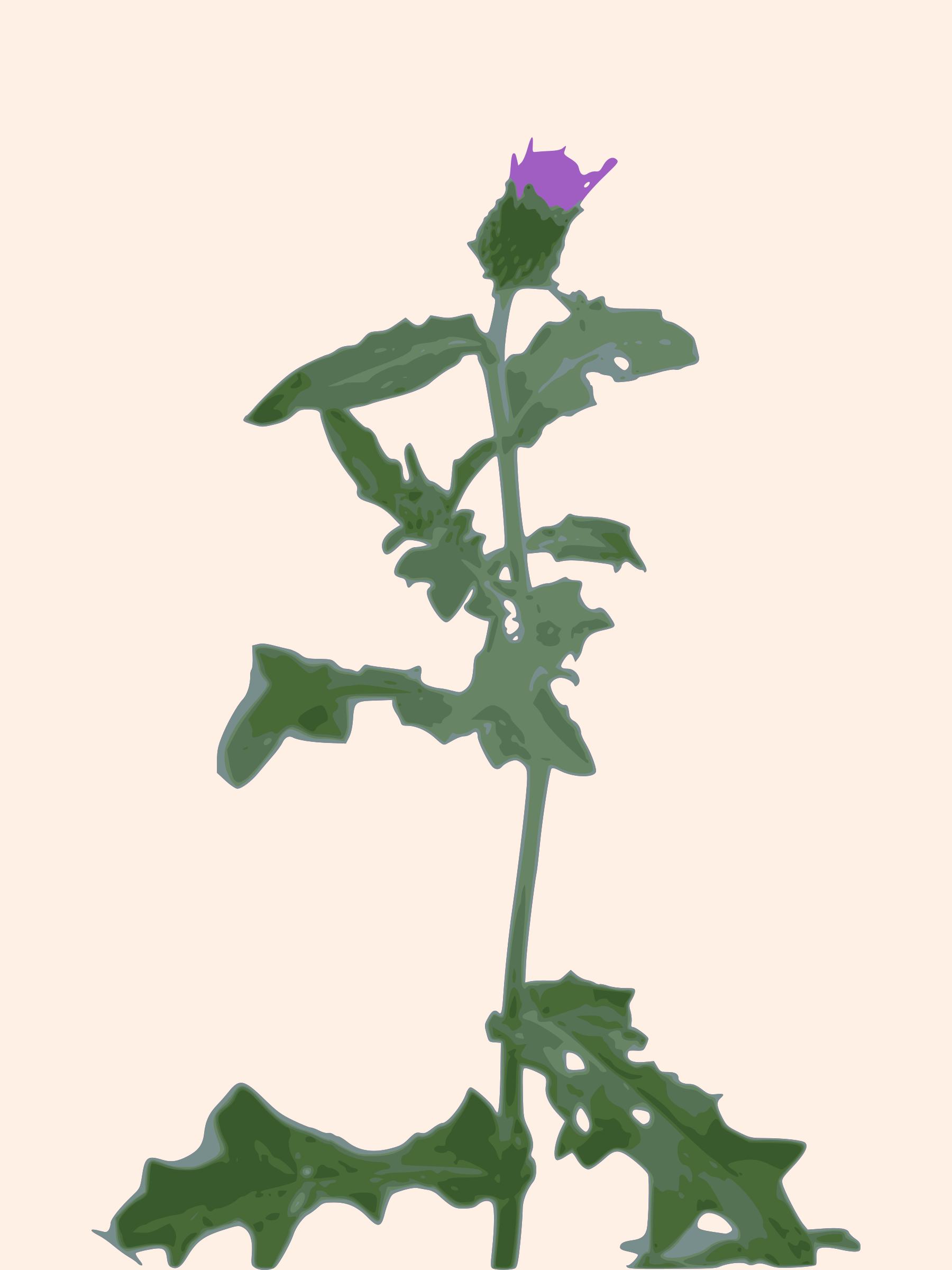 thistle 02 png