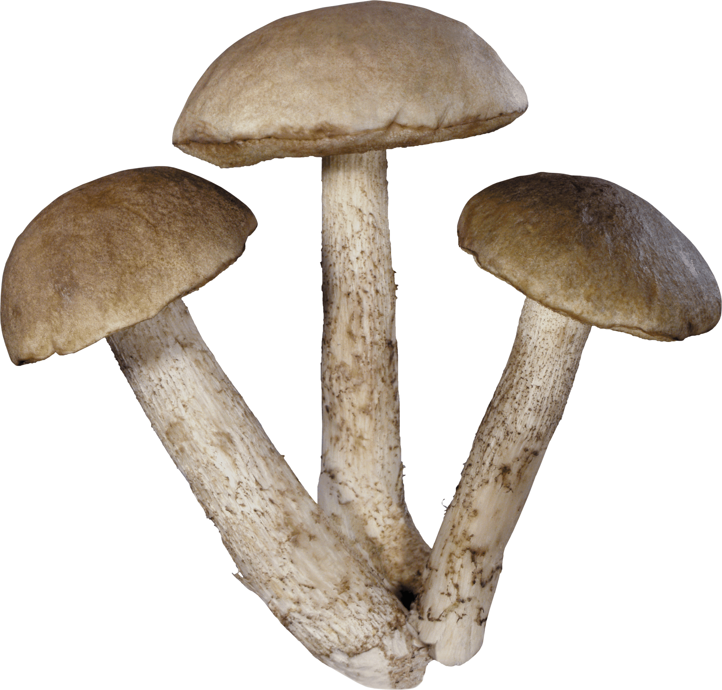 Three Mushrooms icons