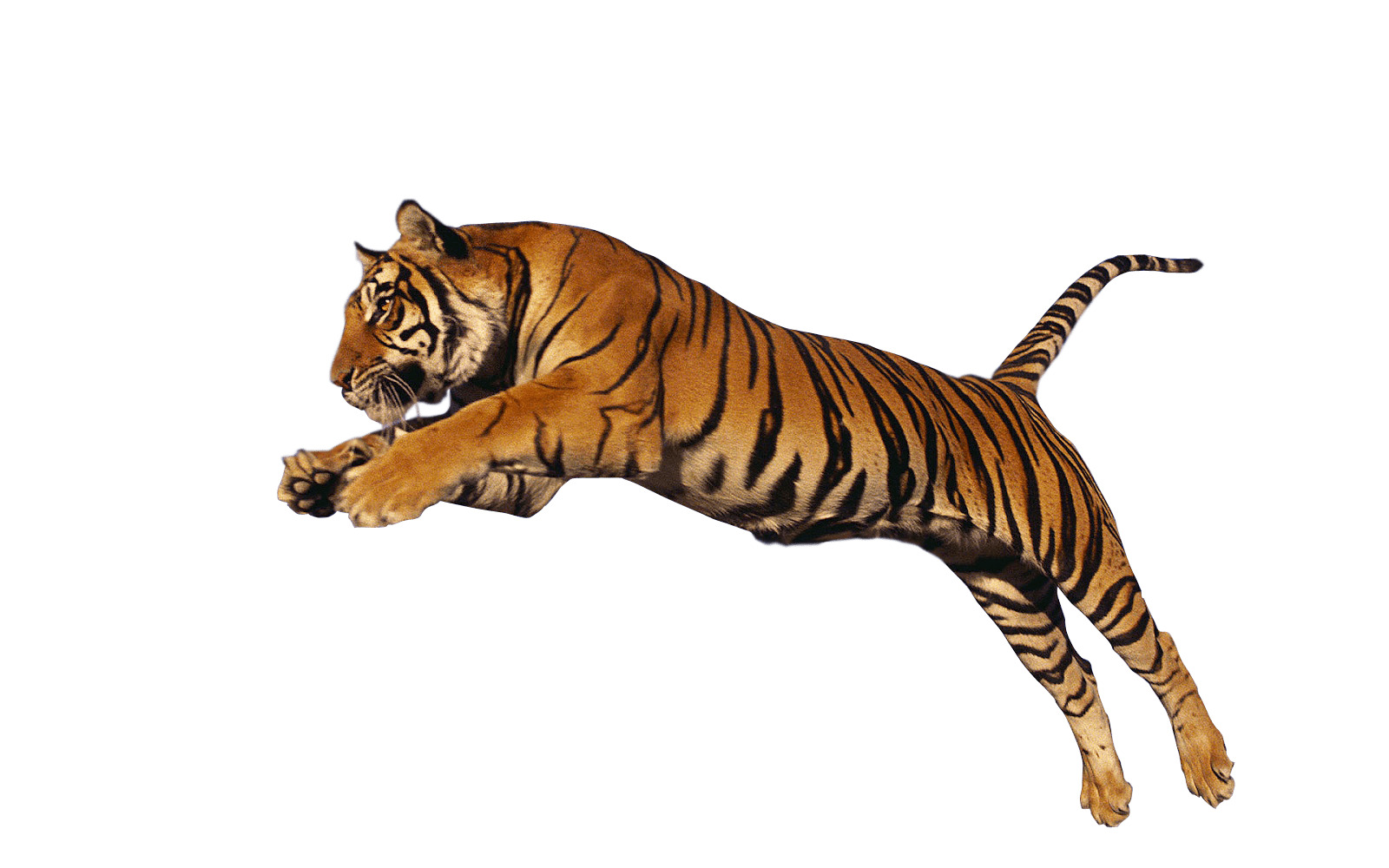 Tiger Jump High png icons