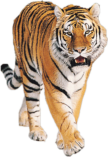 Tiger Roaring icons