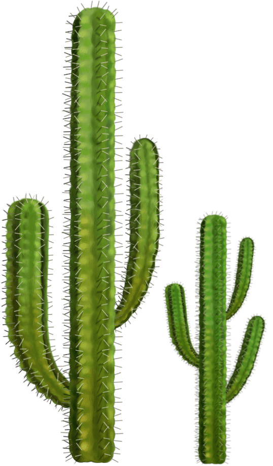 Two Cactuses png icons